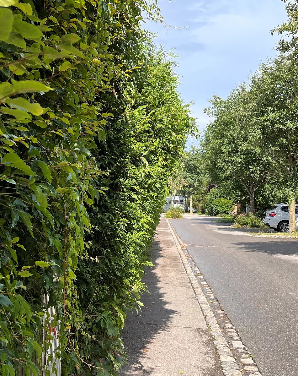 Gehweg durch Hecke beeinträchtigt