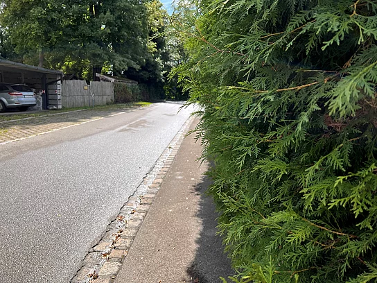 Hecke wuchert auf Gehweg