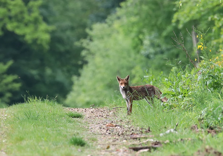 Fuchs